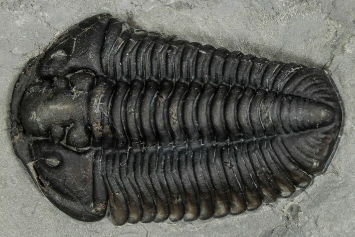 Calymene Niagarensis Trilobite Fossil - New York #357085